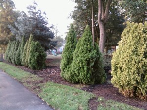 Spider Mite Arborvitae Decimation - All About The House