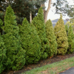 Spider Mite Arborvitae Decimation - All About The House