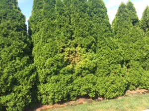 Spider Mite Arborvitae Decimation - All About The House