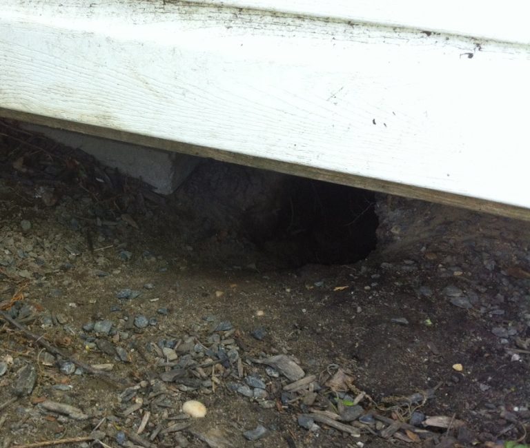 Paver Walkway Burrowing Pest - All About The House